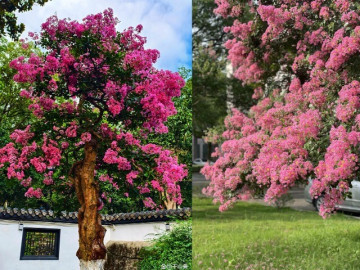 Bí mật phong thuỷ phía sau sắc tím bằng lăng trong biệt thự triệu đô