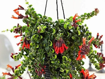 Đừng trồng trầu bà, 4 cây cảnh dây leo này đẹp mắt, dễ chăm sóc, còn kích hoạt tài lộc, thu hút may mắn