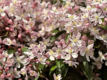 Loài hoa này đẹp hơn trầu bà gấp 100 lần, nở cả nghìn bông một lúc thành bức tường hoa, tỏa hương thơm ngát