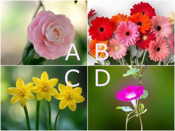 Yêu - Trắc nghiệm: Trong mắt người bạn đời, bạn là kiểu phụ nữ như thế nào? Chọn một bông hoa để biết