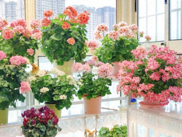 5 loại hoa dành cho người bận rộn, ít tốn công chăm sóc nhưng vẫn nở rực rỡ gần 365 ngày mỗi năm