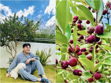 "MC giàu nhất Việt Nam" khoe đặc sản Đà Lạt trong cơ ngơi mới: Quả mọc từng chùm lạ mắt, sum suê trĩu cành