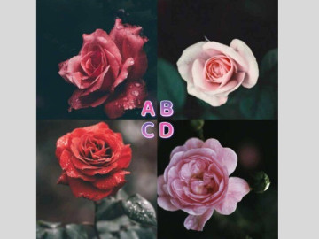 Trắc nghiệm: Bông hồng bạn chọn sẽ tiết lộ bạn dễ gặp chân ái hay toàn dính drama tình cảm