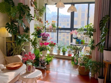 Nhà đẹp - 5 loại hoa mà người giàu thường “lén trồng”, bảo sao càng trồng càng giàu, nhà bạn có trồng không?