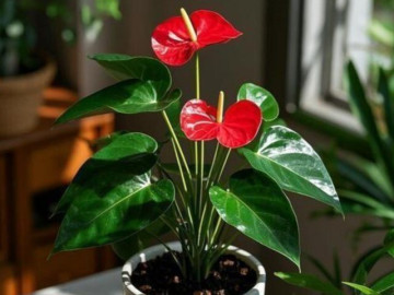 Nhóm cây "nghênh tài nạp phúc", vừa đẹp nhà vừa chiêu tài ngày đầu năm