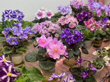 10 loài hoa rất hợp với người bận rộn, không cần chăm nhiều nhưng vẫn nở rộ từ mùa này sang mùa khác