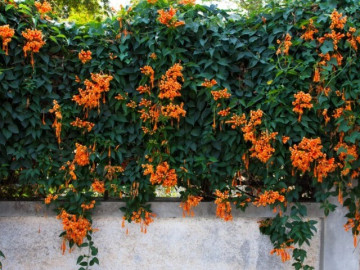 11 hoa dây leo nở 200 ngày mỗi năm, ít sâu bệnh, cắm cành vào đất vài tháng sẽ biến thành bức tường hoa rực rỡ