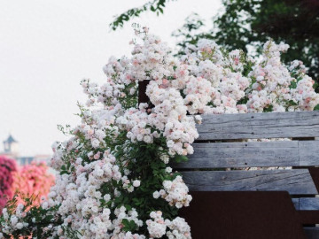 Loại hoa gây sốt vì vừa đẹp vừa thơm, nở quanh năm thành chùm rủ như thác, hương lan khắp vườn