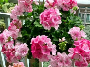 5 loài hoa nở “không biết mệt”, nở 200 ngày mỗi năm, giờ trồng chỉ 2 tháng sau đã rực rỡ