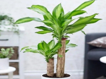 Nhà đẹp - Cây trước nhà cho 12 con giáp thu hút tài lộc, đón bình an