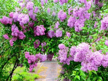 12 loài hoa thơm nhất thế giới được ngành nước hoa săn đón, chỉ một cây cũng đủ ướp hương cả khu vườn