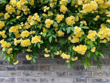 Loài hoa thơm hơn mộc hương và hoa nhài, dễ trồng hơn trầu bà, nở liên tục 150 ngày cả 1000 bông