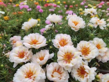 8 loại hoa phú quý được mệnh danh là "bất tử", lười chăm mấy cũng xanh tốt quanh năm