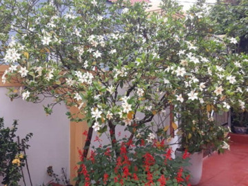 Cây cảnh ngàn vàng thơm hơn hoa nhài, đẹp hơn nguyệt quế, quả bán giá 300.000 đồng/kg, trồng trong nhà mang lại phú quý may mắn