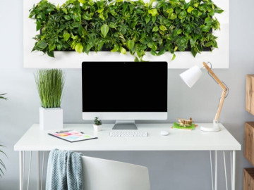 Những loại cây cảnh không nên đặt trong phòng làm việc