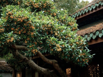 Người xưa dặn: 5 cây cảnh bảo hộ ngôi nhà, có thể sống 1000 năm, chăm sóc tốt sẽ thành báu vật thu hút tài lộc