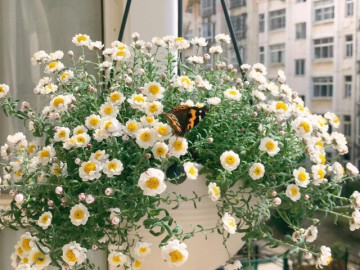 Nhà đẹp - Loài hoa “bất tử” nở cả nghìn bông thành biển hoa rực rỡ, thơm dịu dàng, cắm cành xuống đất là bén rễ