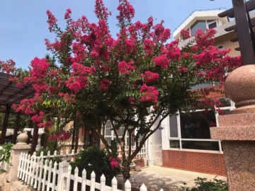 Người xưa nói: “Giàu hay không, nhìn cây trước cửa”, có 1 trong 6 cây này gia đình ngày càng khá giả