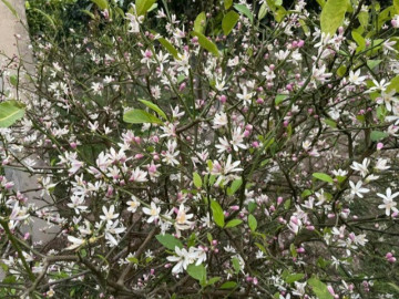 Cây cảnh ngàn vàng cả lá và quả đều dùng được, hoa thơm ngát như nước hoa, trồng trước nhà không giàu cũng có phúc