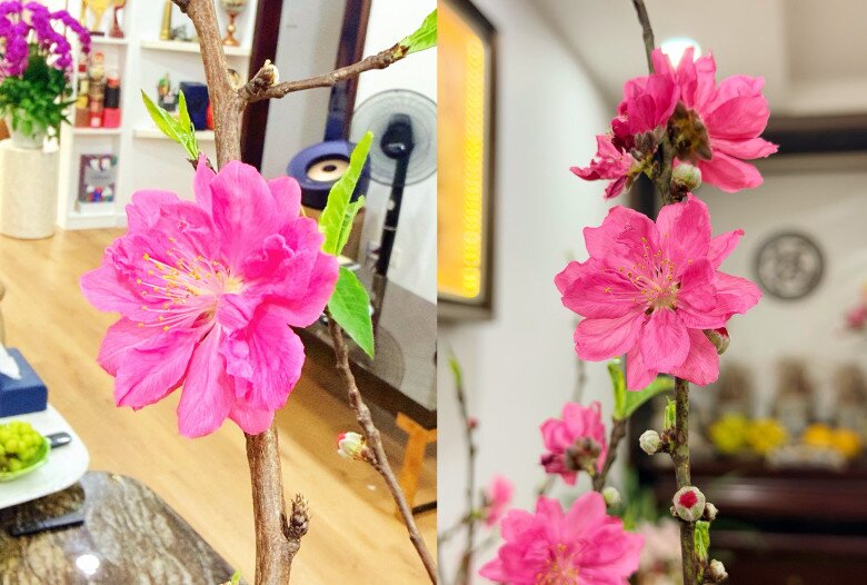 Tổ ấm của Công Lý đậm không khí Tết khi trang trí nhiều hoa tươi, đặc biệt là cành đào.