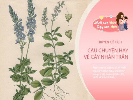 Truyện cổ tích: Sự tích cây nhân trần