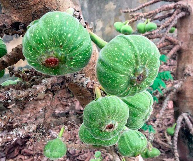 Món nhà nghèo xưa ăn đến chán ngán, nay thành đặc sản được ưa chuộng ở thành phố, tốt cho sức khoẻ - 1