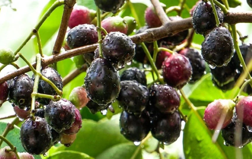 Loại quả xưa chín rụng không ai ngó ngàng, nay thành đặc sản lạ ở thành phố 100.000 đồng/kg, tốt cho sức khoẻ - 3