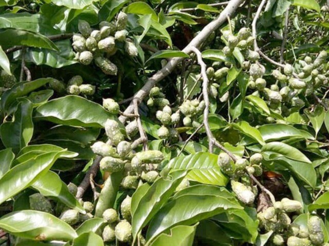 Loại hạt xưa rụng đầy gốc không ai ăn, nay thành đặc sản được ưa chuộng, trồng bạt ngàn ở Việt Nam thu hoạch nhiều năm