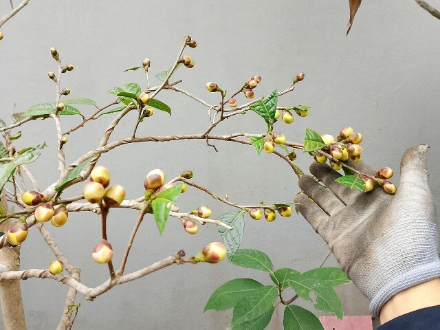 Cây dại lên chậu thành bonsai trưng Tết, vừa đẹp vừa mang lại may mắn và tài lộc, giá tiền triệu vẫn đắt hàng