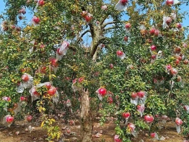 Loại quả “tốt nhất thế giới” chỉ có ở An Giang, trồng một lần thu hoạch nhiều năm, thành đặc sản nổi tiếng 150.000 đồng/kg