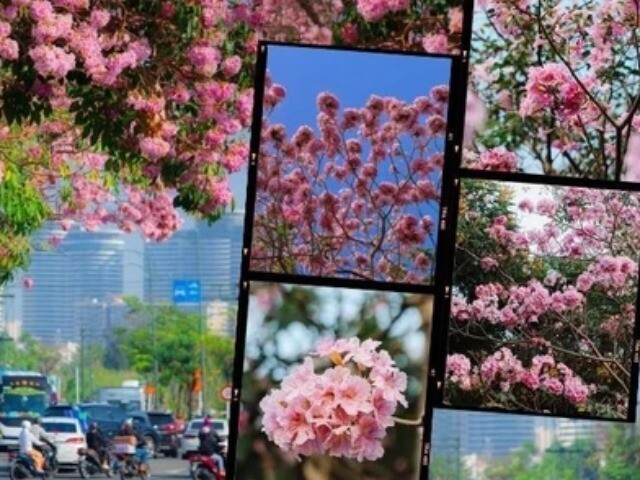 TP.HCM mùa hoa kèn hồng rực rỡ: Những tọa độ săn mây hồng đậm chất điện ảnh