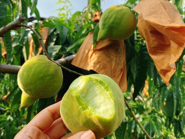 Loại quả “tốt nhất thế giới” chỉ có ở Lào Cai, thành đặc sản nổi tiếng 70.000 đồng/kg, trồng một lần thu hoạch nhiều năm