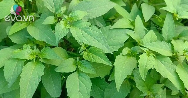 Cây rau ở quê có vị đắng nay thành đặc sản hương vị lạ, trồng một lần ...