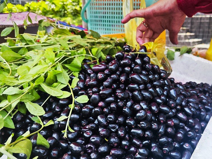 Loại quả xưa chín rụng không ai ngó ngàng, nay thành đặc sản lạ ở thành phố 100.000 đồng/kg, tốt cho sức khoẻ - 4