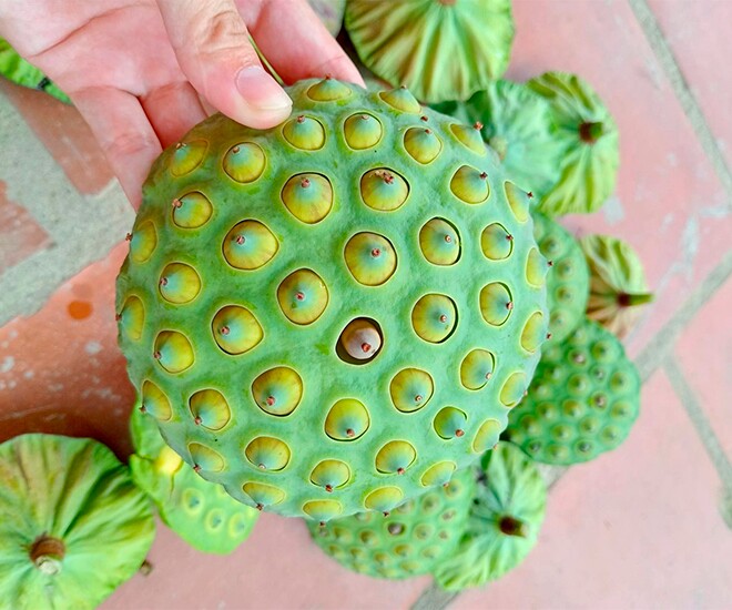 Món nhà nghèo xưa ăn đến chán ngán, nay thành đặc sản được ưa chuộng vì hương vị lạ, tốt cho sức khoẻ - 1