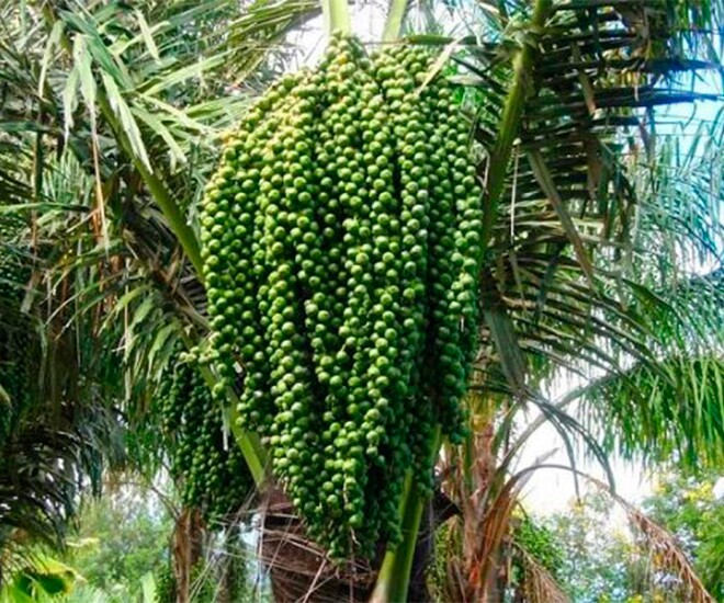 Loại hạt xưa rụng đầy gốc nay thành đặc sản lạ giá 150.000 đ/kg, trồng bạt ngàn ở Việt Nam, tốt cho sức khoẻ - 1