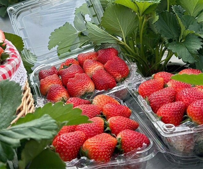 Loại quả amp;#34;tốt nhất thế giớiamp;#34; chỉ có ở Sơn La, trồng 2 tháng cho thu hoạch, thành đặc sản nổi tiếng giá 250.000 đồng/kg - 1