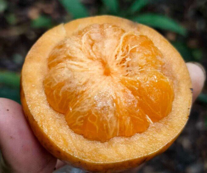 Loại quả mọc dại xưa không ai ngó ngàng, nay dân hái về bán 180.000 đồng/kg thành đặc sản, tốt cho sức khoẻ - 2