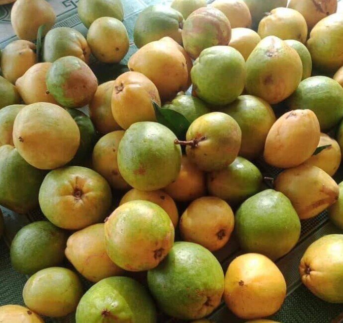 Loại quả mọc dại xưa không ai ngó ngàng, nay dân hái về bán 180.000 đồng/kg thành đặc sản, tốt cho sức khoẻ - 3