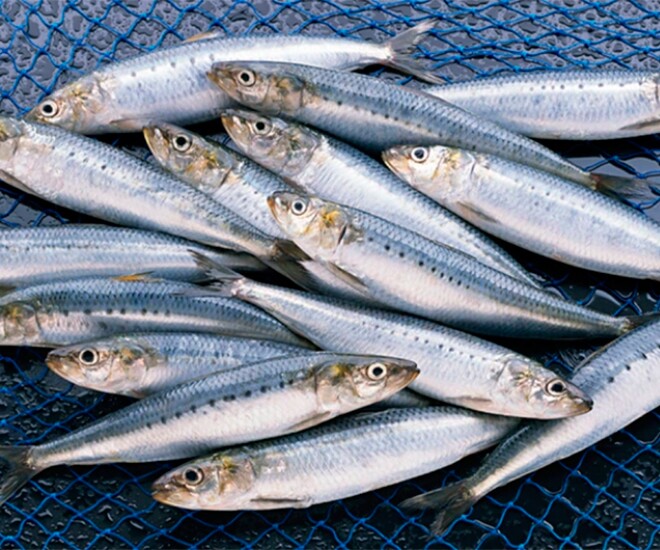 Loài cá ở quê amp;#34;tốt hơn cá hồiamp;#34;, xưa không ai ngó ngàng nay thành đặc sản khoái khẩu ở thành phố, tốt cho sức khoẻ - 1