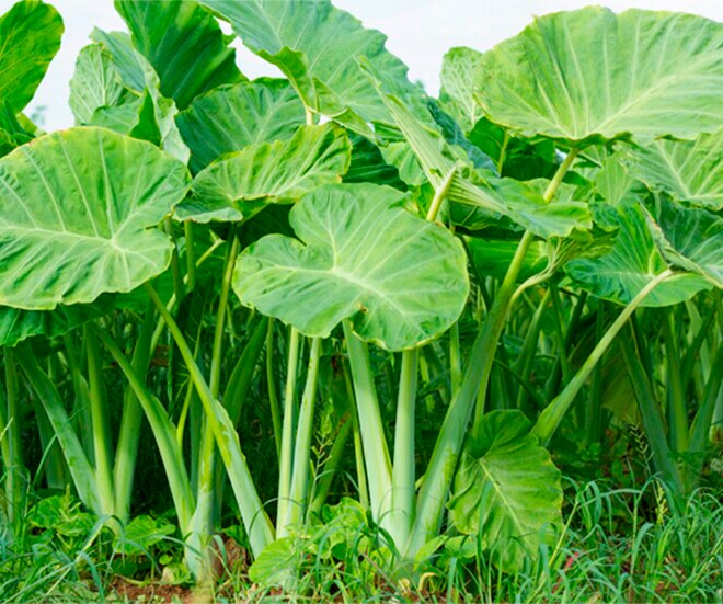 Cây dọc mùng là hình ảnh quen thuộc ở các miền quê