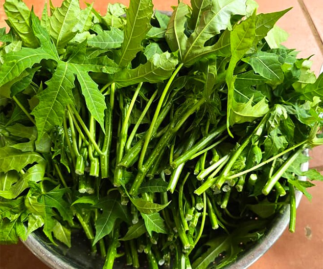 Cây mọc bờ rào amp;#34;ngọt như mì chínhamp;#34;, trồng một lần hái bán quanh năm, thành đặc sản có hương vị lạ được ưa chuộng - 1