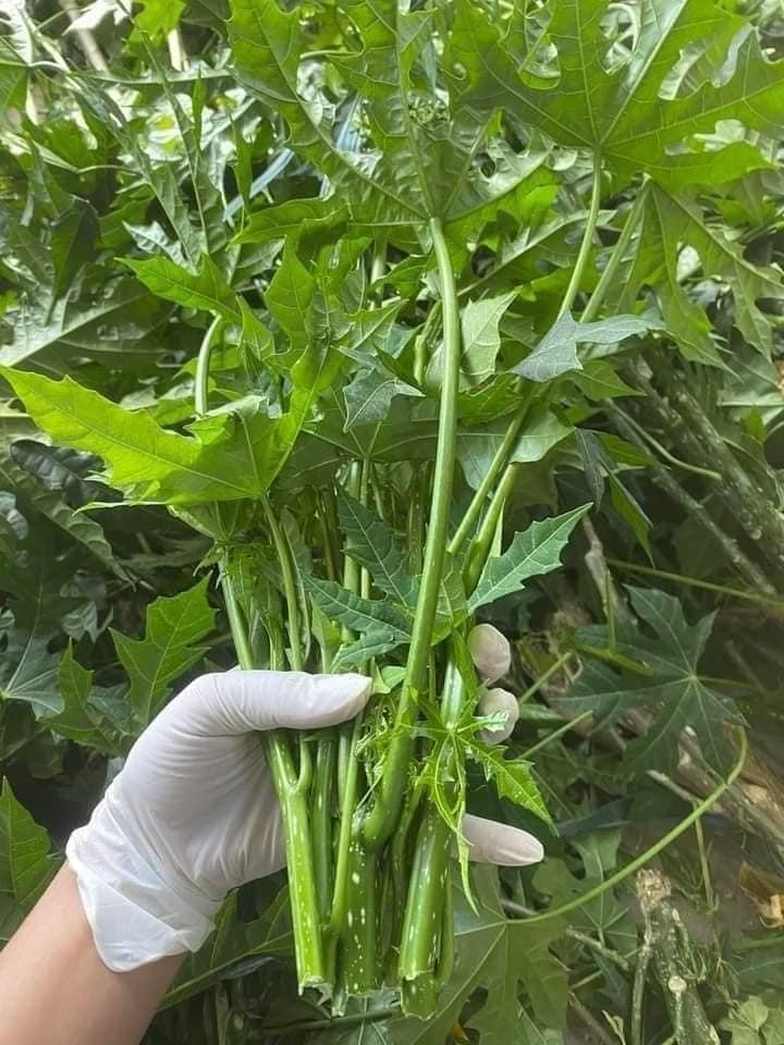 Cây mọc bờ rào amp;#34;ngọt như mì chínhamp;#34;, trồng một lần hái bán quanh năm, thành đặc sản có hương vị lạ được ưa chuộng - 2