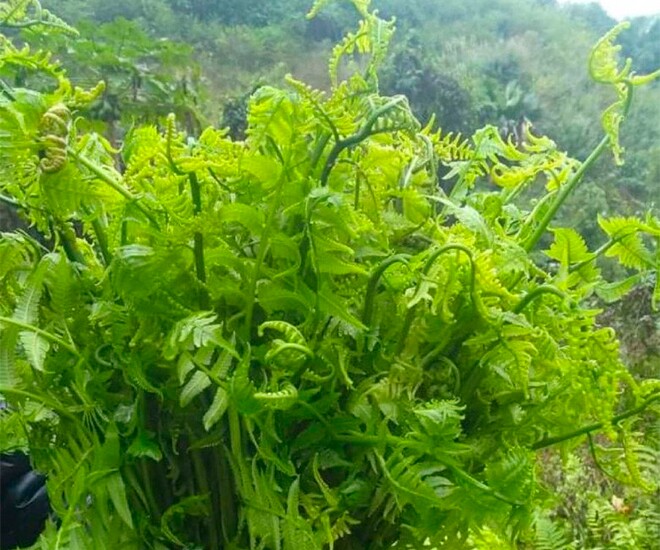 Cây mọc dại được ví như amp;#34;rau trường sinhamp;#34;, trồng một lần hái bán quanh năm, thành đặc sản nổi tiếng - 1