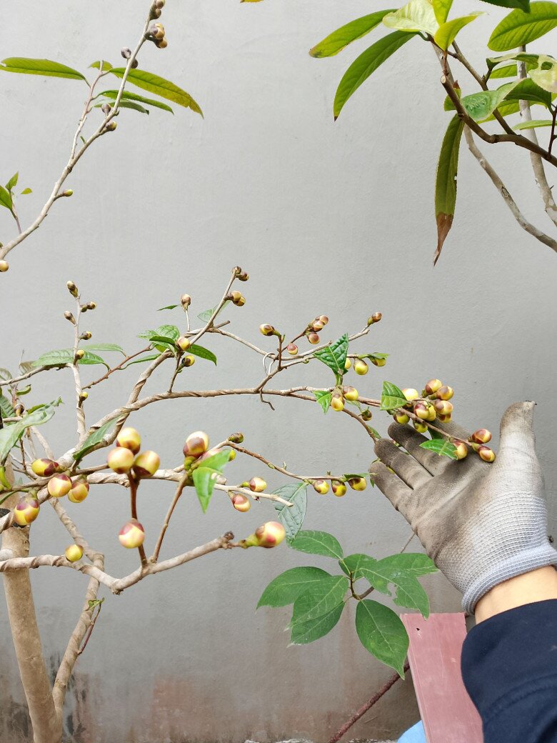 Cây dại amp;#34;lên chậuamp;#34; thành bonsai trưng Tết, vừa đẹp vừa mang lại may mắn và tài lộc, giá tiền triệu vẫn đắt hàng - 2