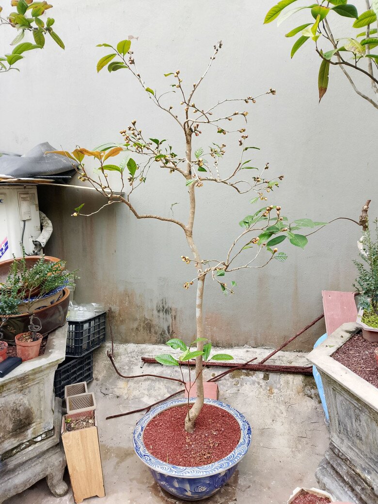 Cây dại amp;#34;lên chậuamp;#34; thành bonsai trưng Tết, vừa đẹp vừa mang lại may mắn và tài lộc, giá tiền triệu vẫn đắt hàng - 3