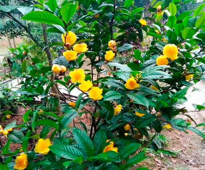 Cây dại amp;#34;lên chậuamp;#34; thành bonsai trưng Tết, vừa đẹp vừa mang lại may mắn và tài lộc, giá tiền triệu vẫn đắt hàng - 1