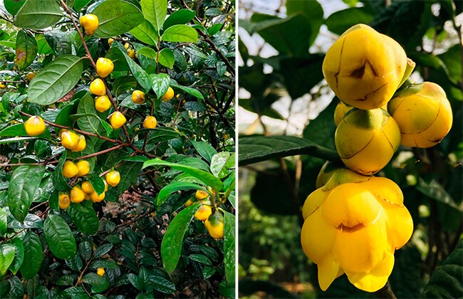 Cây dại amp;#34;lên chậuamp;#34; thành bonsai trưng Tết, vừa đẹp vừa mang lại may mắn và tài lộc, giá tiền triệu vẫn đắt hàng - 5