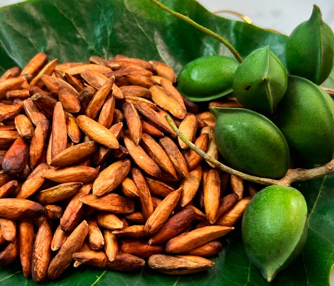 Loại quả xưa rụng đầy gốc, nay thành đặc sản giá 500.000 đ/kg, trồng bạt ngàn ở Việt Nam thu hoạch nhiều năm - 2