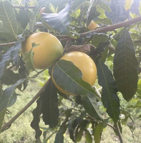 Đặc sản có tên amp;#34;ngượng đỏ mặtamp;#34;, xưa không ai biết nay được ưa chuộng dịp Tết giá 80.000 đ/kg, thu hoạch quanh năm - 4